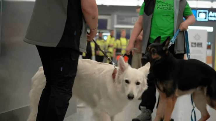Cães usados no ginásio do Miami Heat. (Foto: ABC News Internet Ventures)