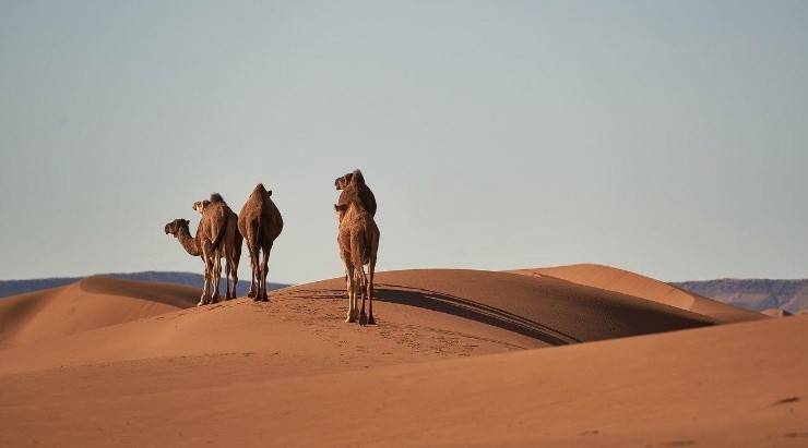 Foto: Pixabay - Camelos no deserto do Sahara.
