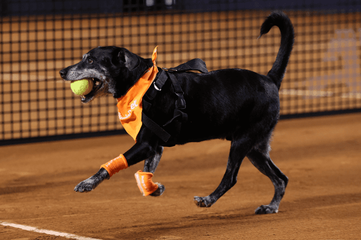 Foto Twitter Rio Open - Cãodula em ação nas quadras do Rio Open 2022