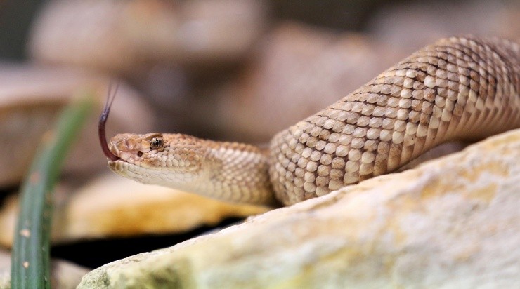 Foto: Roland Weihrauch/picture alliance via Getty Images Foto: Roland Weihrauch/picture alliance via Getty Images