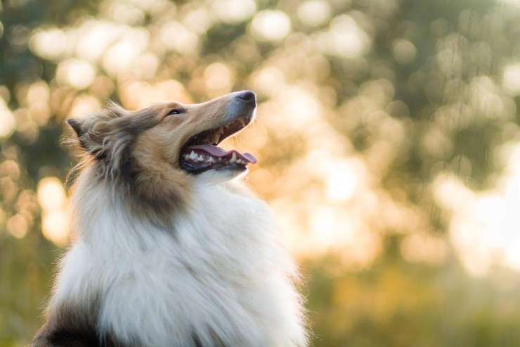Raça escolhida pelo japonês foi a Rough Collie (Pixabay/Kanashi) Raça escolhida pelo japonês foi a Rough Collie (Pixabay/Kanashi)