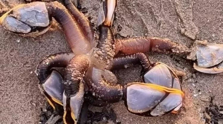 Reprodução: Facebook/Shell Longmore