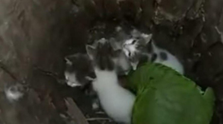 Reprodução/Canal do Youtube – Notícias da Internet