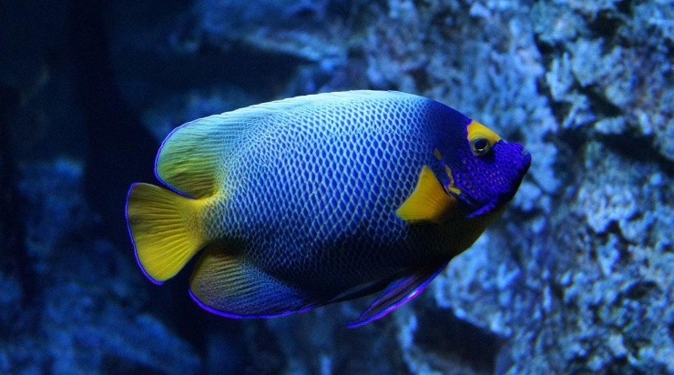 Foto: Reprodução/Pixabay. Foto: Reprodução/Pixabay.