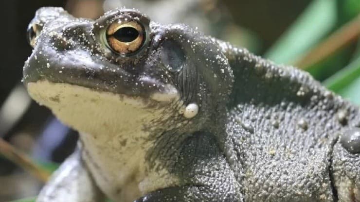 Grupo chamánico utiliza el veneno del sapo Bufo alvarius