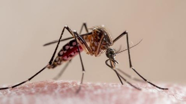 Casos de dengue estão em alta em várias regiões do Brasil