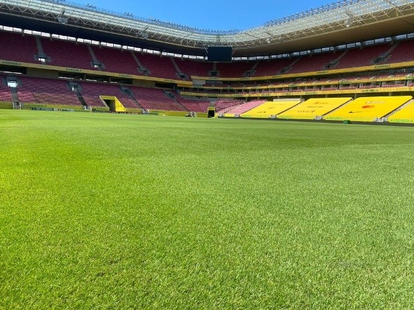 Gramado da Arena Pernambuco. (Foto: Reprodução)