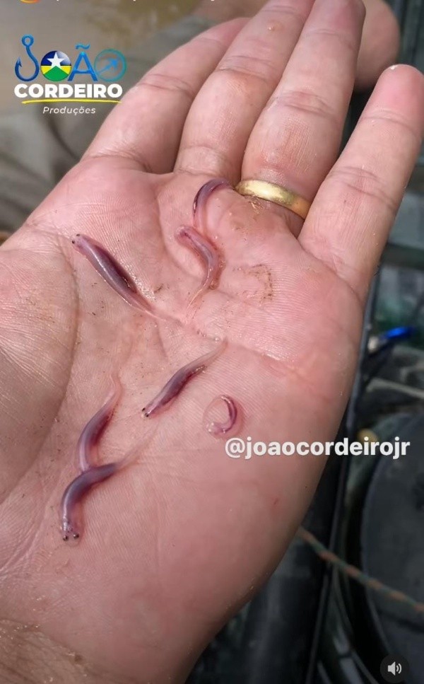 Reprodução/Instagram oficial de João Cordeiro - João mostra alguns candirus.