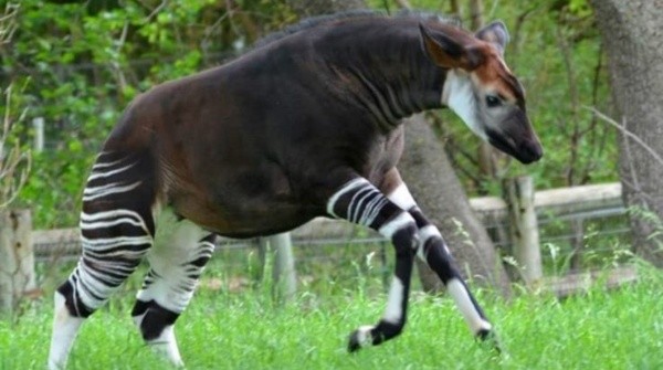 Reprodução/Twitter oficial do Oklahoma City Zoo and Botanical Garden - Um Ocapi. Reprodução/Twitter oficial do Oklahoma City Zoo and Botanical Garden - Um Ocapi.