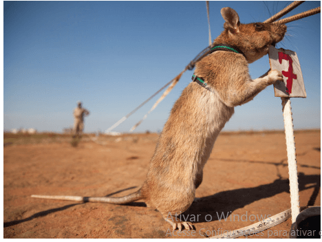 Foto: Site oficial da APOPO - Um roedor em treinamento. Foto: Site oficial da APOPO - Um roedor em treinamento.