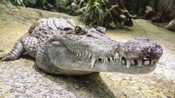 Imagem: Pixabay - Um crocodilo. Imagem: Pixabay - Um crocodilo.