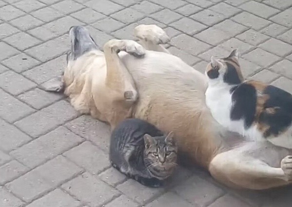 Vídeo dos gatos dormindo com o cachorro viralizou - Foto: TikTok @carlopuri1