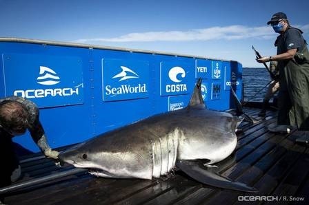 Brenton recebeu um chip de GPS para ser monitorado - Foto: Reprodução / Ocearch