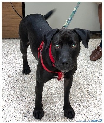 Maximus havia sido adotado há pouco tempo - Foto: Facebook / Texas EquuSearch