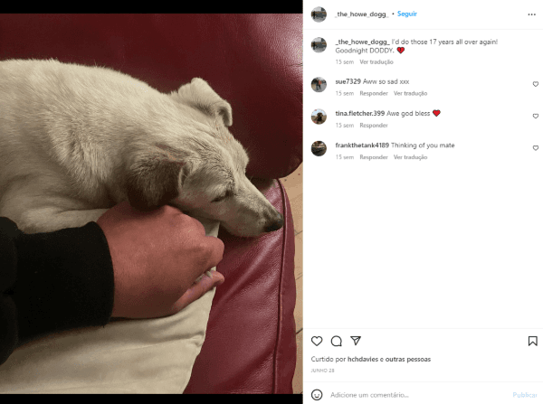 Doddy foi levado à eutanásia em junho - Foto: Instagram @_the_howe_dogg_ Doddy foi levado à eutanásia em junho - Foto: Instagram @_the_howe_dogg_