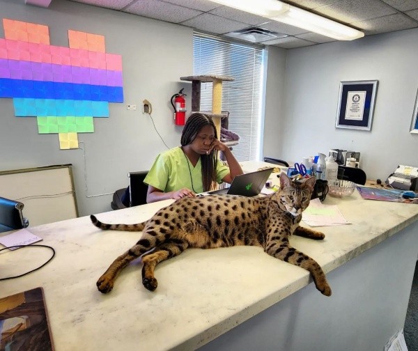 Imagem: Reprodução/Instagram oficial do 'Starcats Detroit'. Imagem: Reprodução/Instagram oficial do 'Starcats Detroit'.