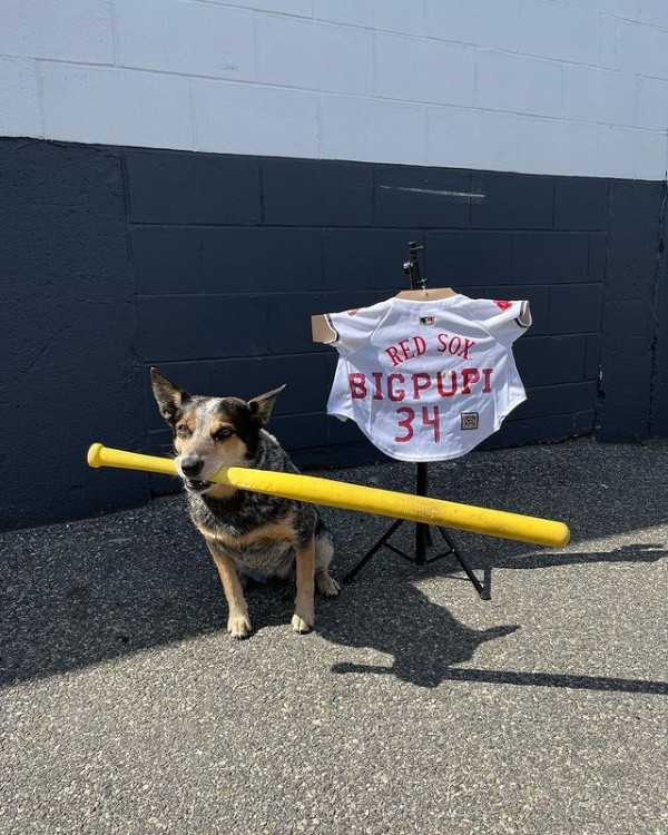 Pepper ganhou até roupa personalizada - Foto: Instagram @therealbigpupi