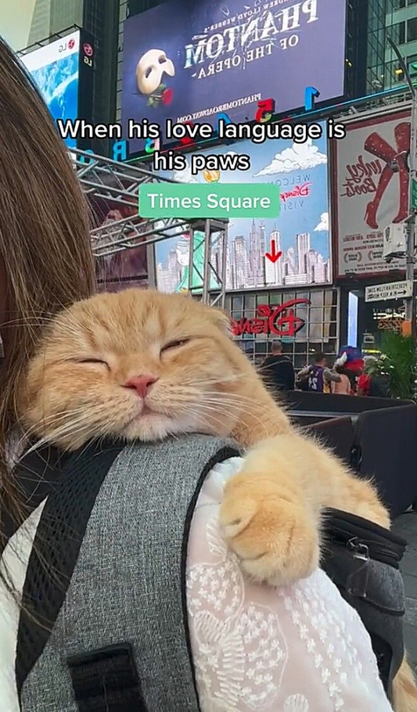 Os gatos passeiam por vários lugares do planeta - Foto: TikTok @spongecake_cats Os gatos passeiam por vários lugares do planeta - Foto: TikTok @spongecake_cats