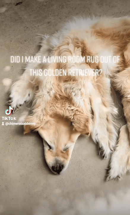 Antes, a empresa havia transformado a pele de um cachorro em tapete - Foto: Instagram @chimerataxidermy