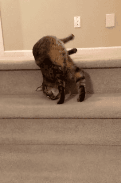 Posey dá o seu show para as câmeras - Foto: TikTok @rolyposey