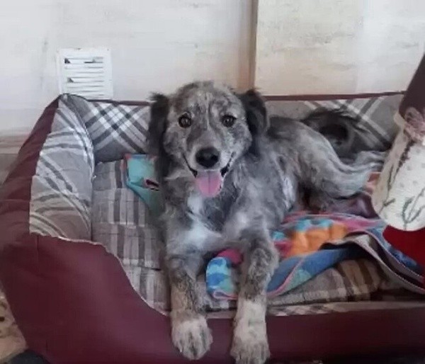 Rem ganhou uma nova casa após ser libertado - Foto: YouTube @Paws Show Rem ganhou uma nova casa após ser libertado - Foto: YouTube @Paws Show